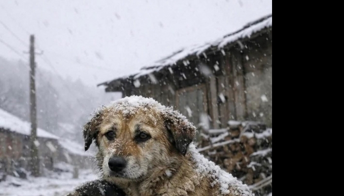 Karın Beyazı ve Vicdanın Sınavı