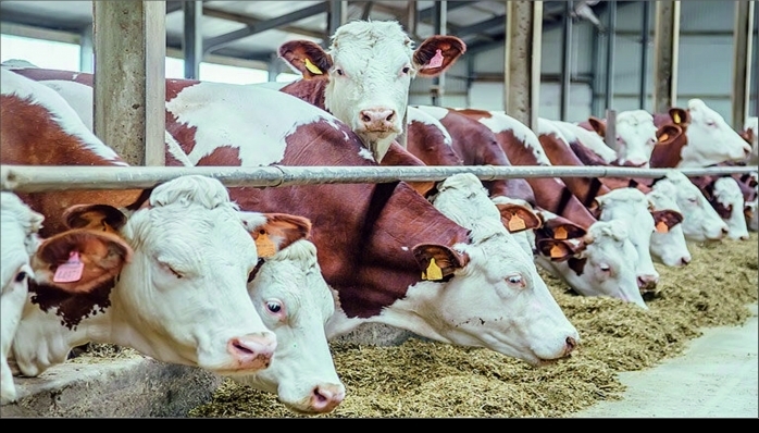 BESİCİLER KIŞA HAZIRLIKSIZ!  SİVAS'TA HAYVANCILIK TEHLİKE ALTINDA