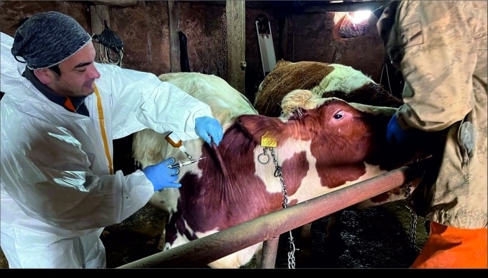 Sivas'ta Şap Mesaisi Sürüyor