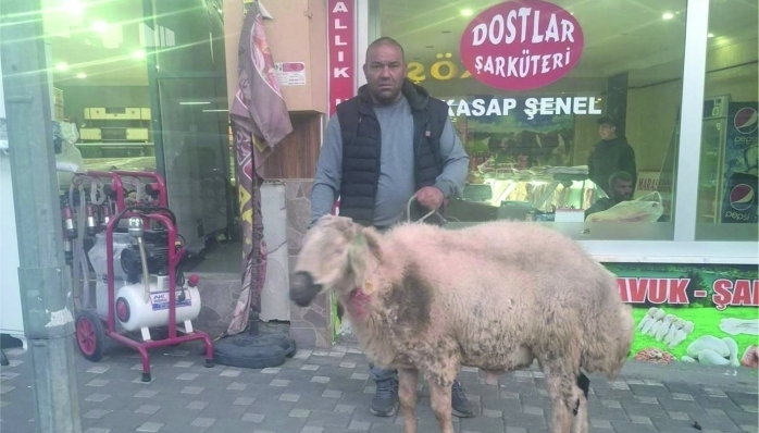 BİR ADET SAHİPSİZ KOÇ BULUNDU