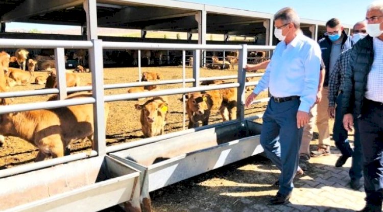 Kayseri Şeker'in Gemerek'teki buzağıları Pınarbaşı'na nakledildi